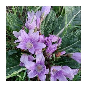 MANDRAGORA AUTUMNALIS