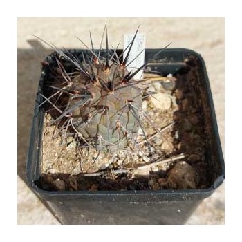 TEPHROCACTUS ALEXANDERII