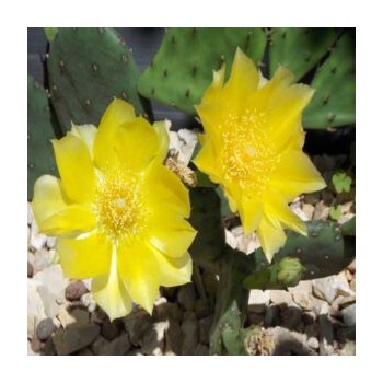 OPUNTIA HUMIFUSA