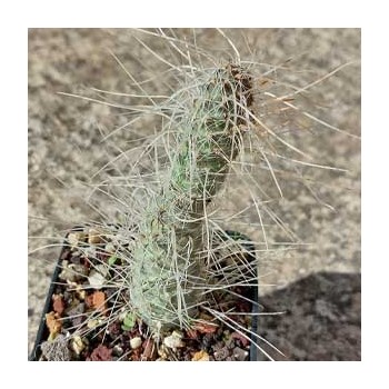 TEPHROCACTUS WEBERII